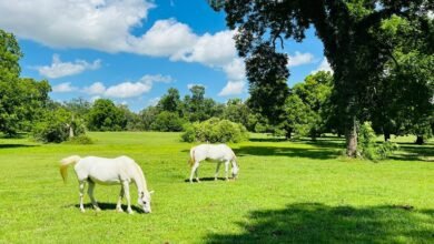 blind frog ranch lawsuit update