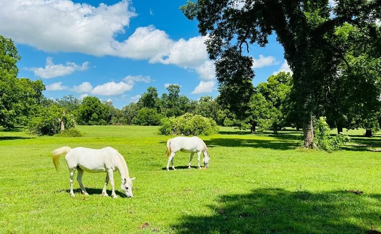 blind frog ranch lawsuit update